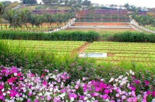 看看她的坎坷創(chuàng)業(yè)路,建立生態(tài)園助力鄉(xiāng)親脫貧