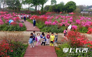 美不勝收 長(zhǎng)沙園林生態(tài)園萬(wàn)株杜鵑盛開(kāi)