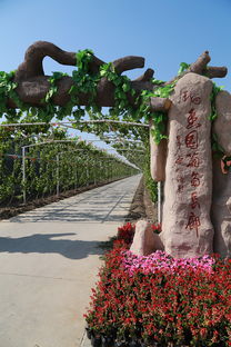 葡萄熟啦！快來創(chuàng)新農業(yè)生態(tài)園體驗采摘樂趣