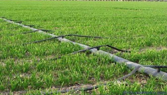 準旗啟動新農業項目 生態園建設惠及8村，3970畝藍圖鋪展鄉村振興新畫卷